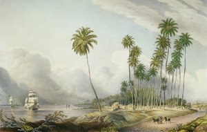Kokosnussweg an der Küste, in der Nähe von Runaway Bay, Platte 15 aus 